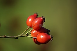 玫瑰果,秋,紅色
