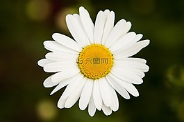 他們的媽媽,菊花,植物