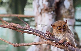野生動物,自然,樹