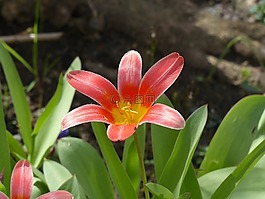 溫室的郁金香,紅色,光明