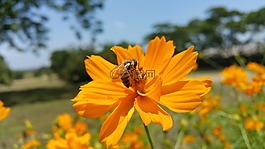 蜜蜂,非洲蜜蜂,花