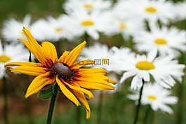 花卉,關鍵詞 fotomontá?,花園