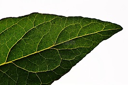 葉子,番茄,綠色