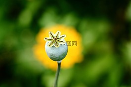 poppyhead,细节,花园