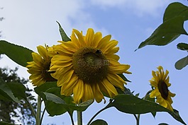 太陽花,性質(zhì),光明
