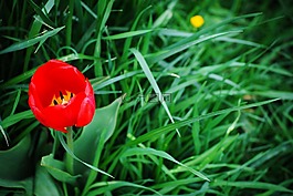草,性質(zhì),花