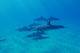 海豚,海洋,夏威夷