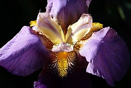 細(xì)節(jié),虹膜,花