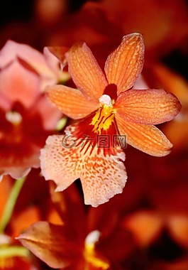 時光,花,花卉