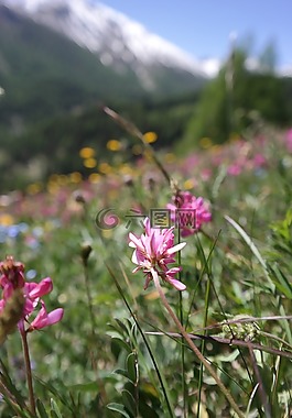 高山草甸,鮮花,山