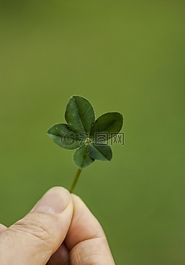 三葉草,抽象,池