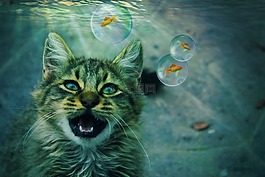 貓,動物,幻想