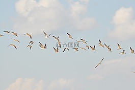鳥,飛行,天空