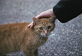 猫,抚摸,姜