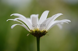 雛菊,鮮花,草甸