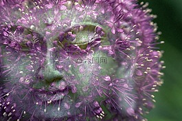 佛,花,佛教