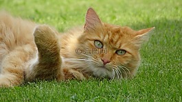 猫,红发,宠物