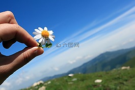 清新,藍(lán)天,菊花