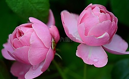 玫瑰,薔薇科,花