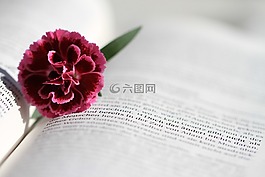圣經(jīng) 》,讀取,基督教