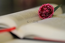 圣經(jīng) 》,讀取,基督教