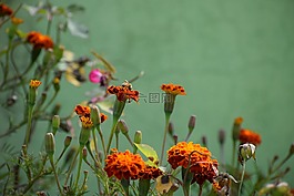 花,植物區(qū)系,自然