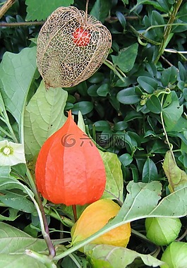 lampionblume,酸漿,觀賞植物