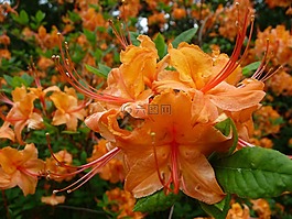 花,橙色,盛開