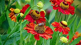 蜜蜂與花,蜜蜂,昆蟲