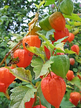 lampionblume,綠色,紅色