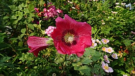 芙蓉,朵紅色的花,關(guān)閉