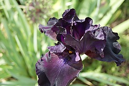 鳶尾花,花,百合