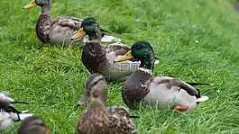 鴨,公園,水