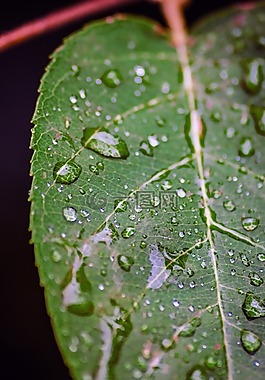 葉子,雨滴,性質(zhì)