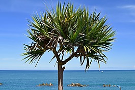 沙,海滩,夏天