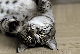 猫,小猫,年轻的猫