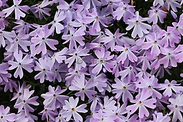 厂,花,开花