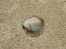 貝殼,海灘,砂