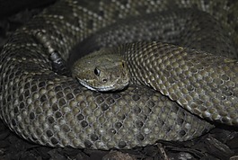 動(dòng)物,動(dòng)物園,蛇
