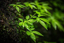 秋天的落葉,綠色的,草