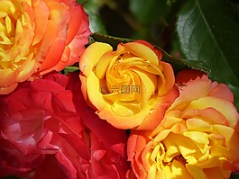 玫瑰,粉色黃色,鮮花