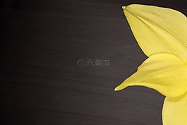 水仙,開花,花瓣