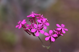 野生花卉,植物,小花