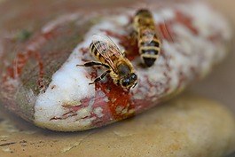 蜂蜜,蜜蜂,水