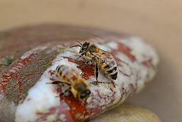 蜂蜜,蜜蜂,水