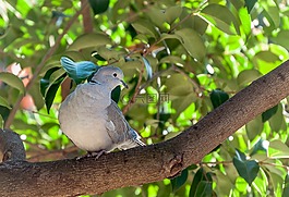 斑鳩,斑鳩土耳其,ave