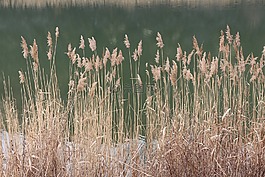 里德,沼澤,綠色