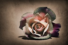 花,羅莎,性質(zhì)