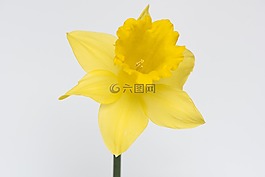 水仙,花,開花