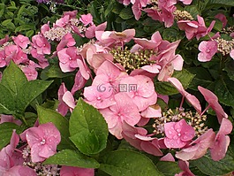 八仙花,花,開花